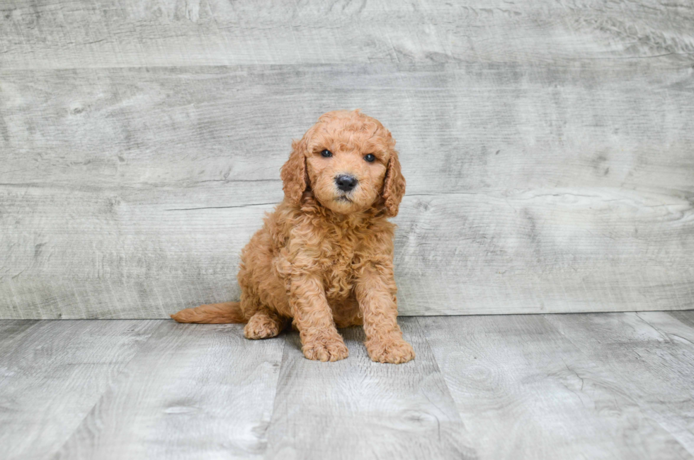 Little Golden Retriever Poodle Mix Puppy