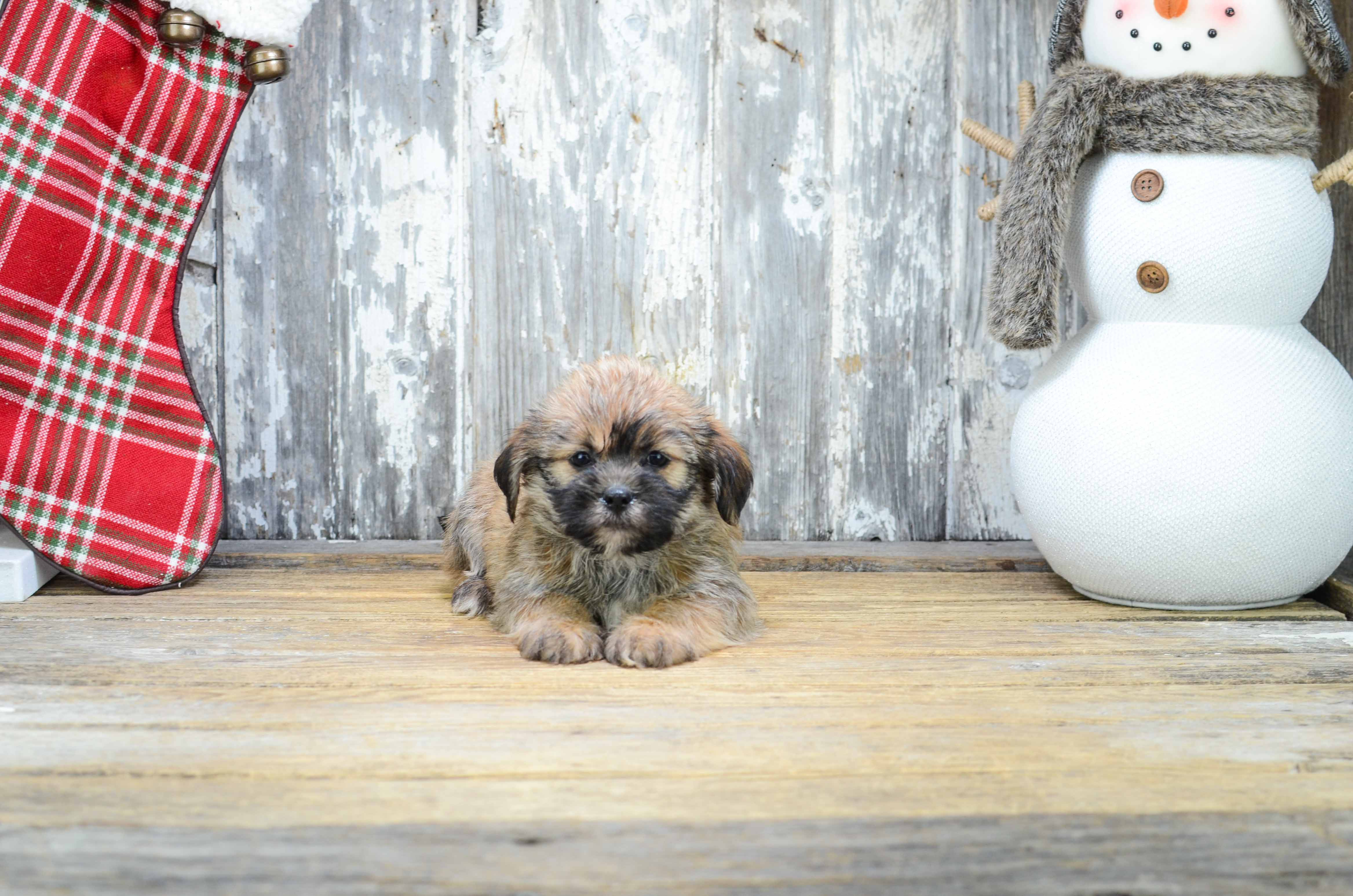 Teddy Bear Pup Being Cute