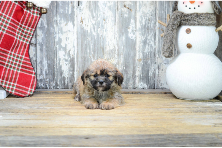 Teddy Bear Pup Being Cute