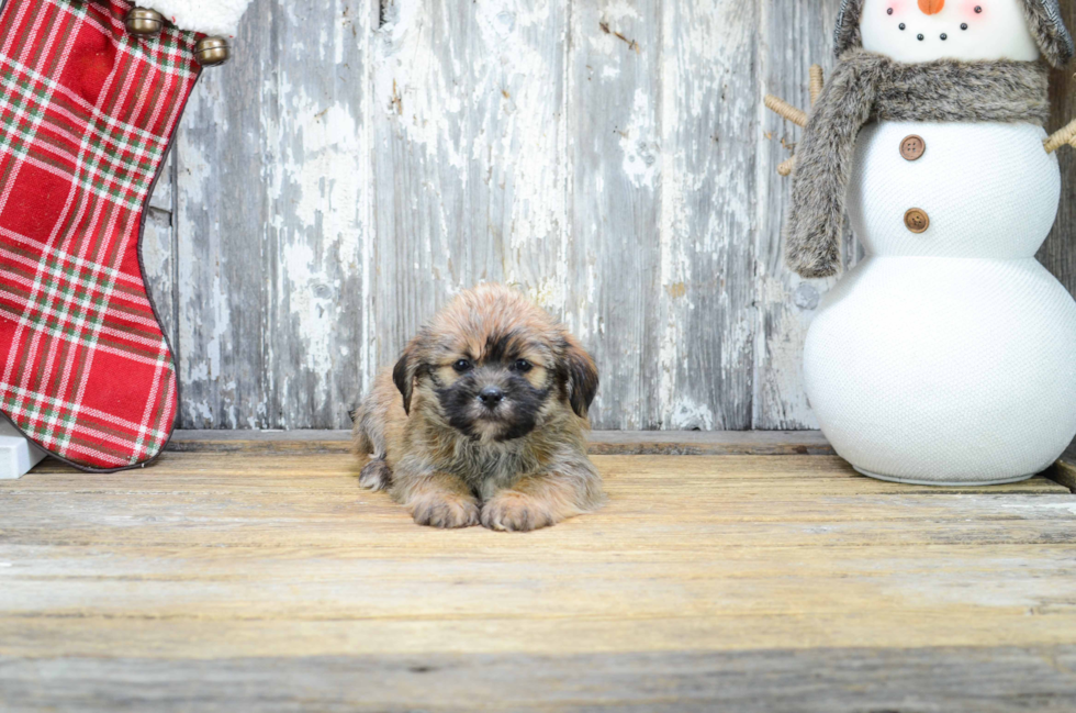 Teddy Bear Pup Being Cute