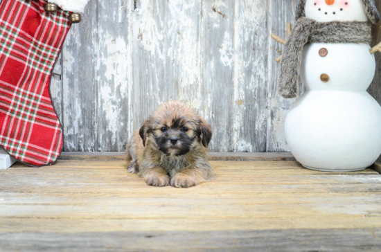 Teddy Bear Pup Being Cute