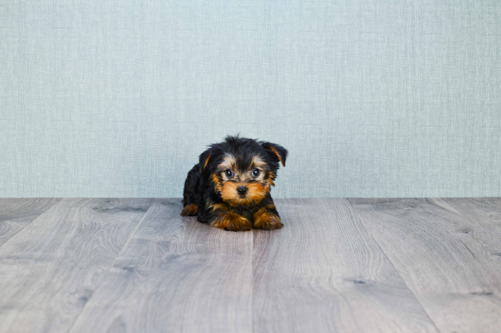 Meet Capone - our Yorkshire Terrier Puppy Photo 