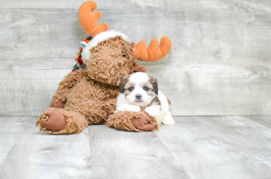 Fluffy Teddy Bear Designer Pup