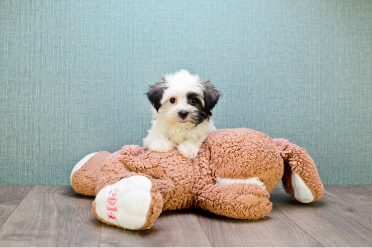 Havanese Pup Being Cute