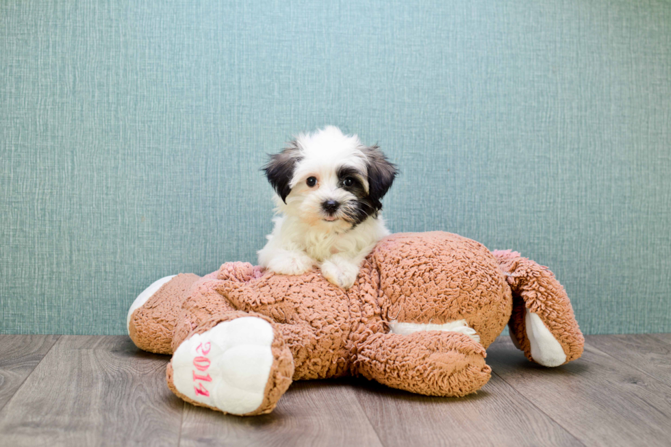 Havanese Pup Being Cute