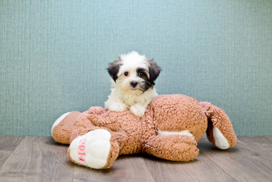 Havanese Pup Being Cute