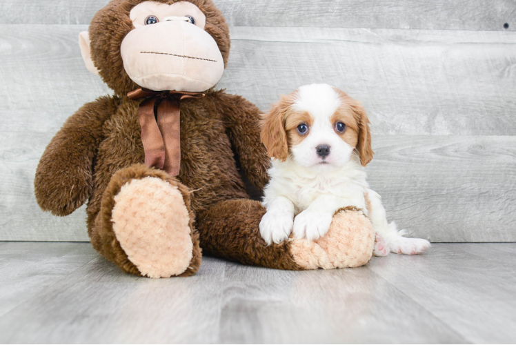 Cavalier King Charles Spaniel Pup Being Cute