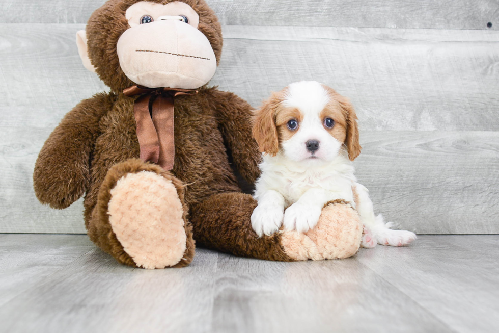 Cavalier King Charles Spaniel Pup Being Cute