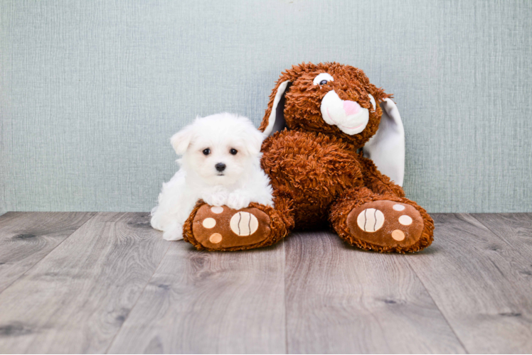 Maltese Puppy for Adoption