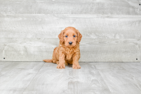 Popular Mini Goldendoodle Poodle Mix Pup