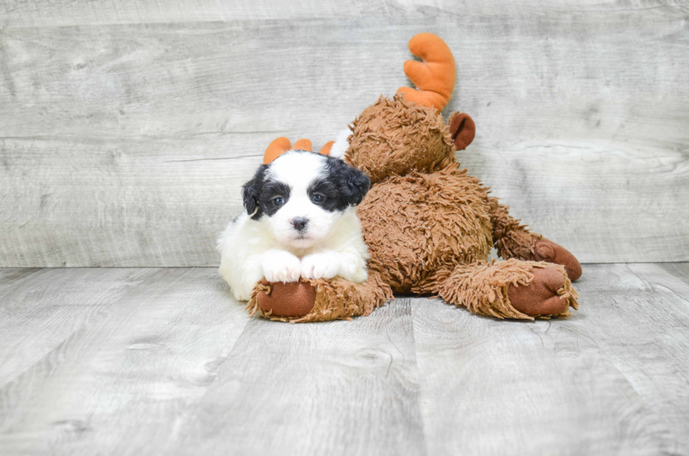 Happy Teddy Bear Baby