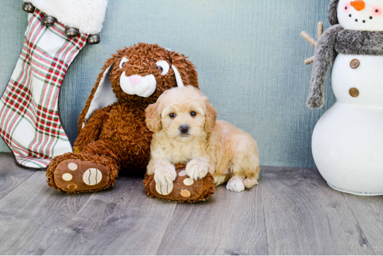 Mini Goldendoodle Pup Being Cute