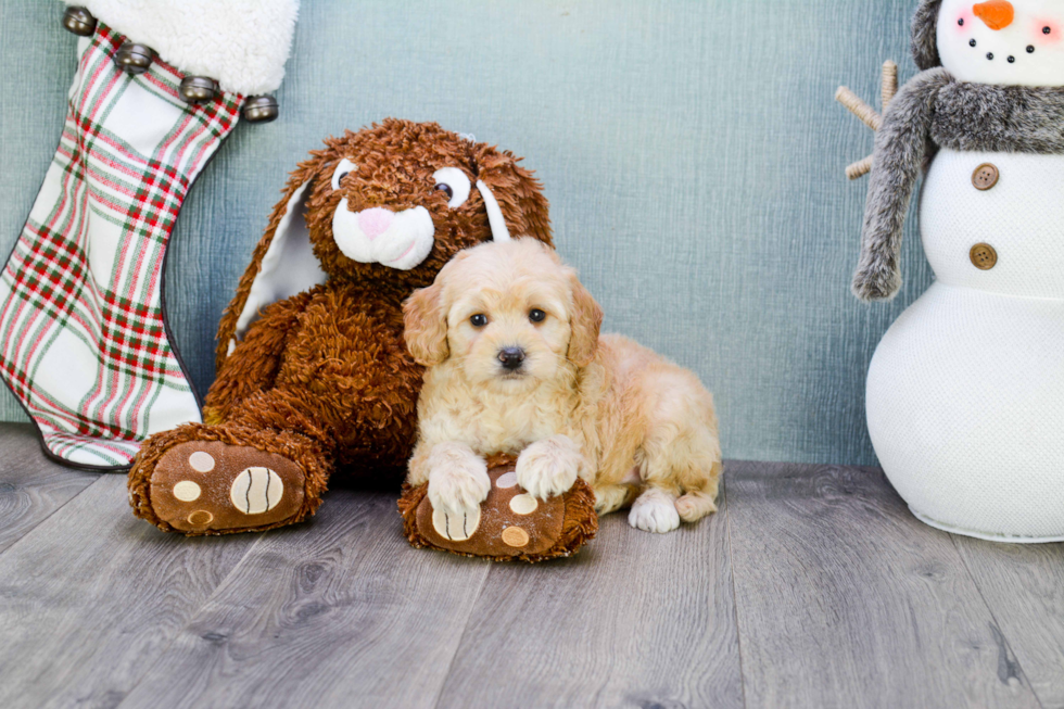 Mini Goldendoodle Pup Being Cute