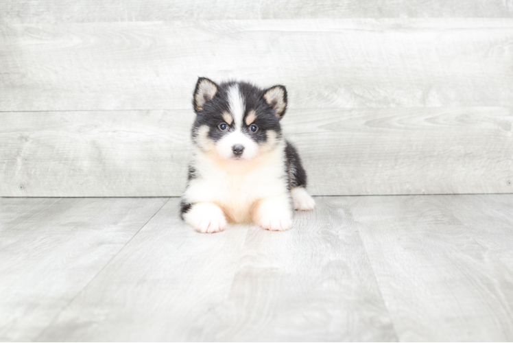 Best Pomsky Baby