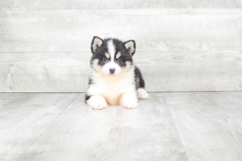 Best Pomsky Baby