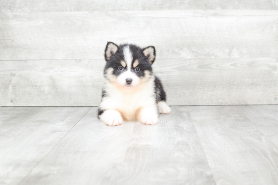 Best Pomsky Baby