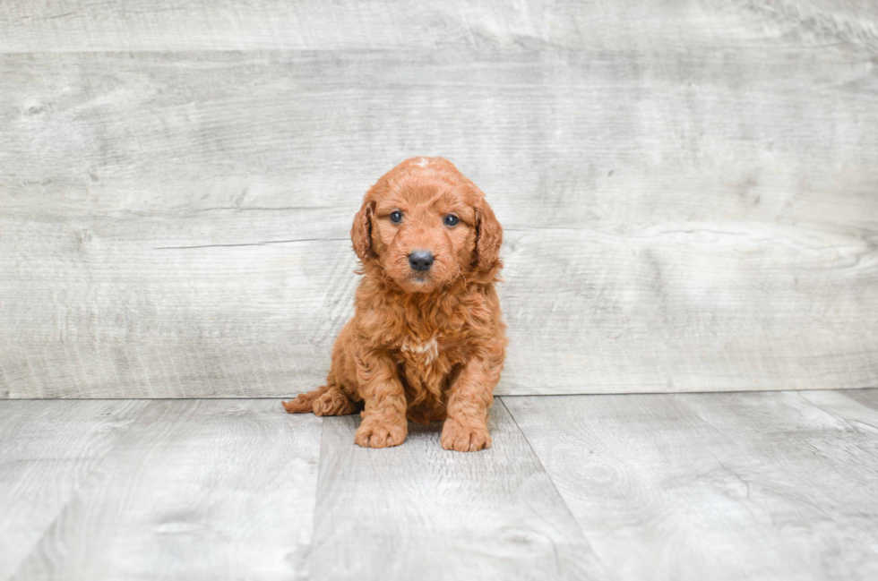 Small Mini Goldendoodle Baby