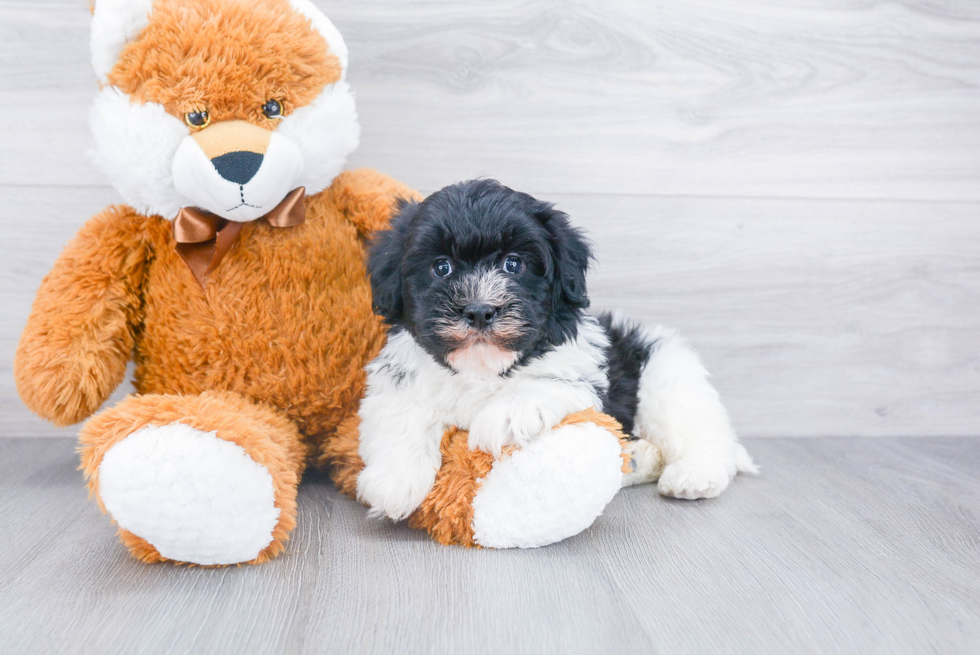 Petite Havanese Purebred Puppy