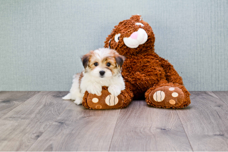 Happy Morkie Baby