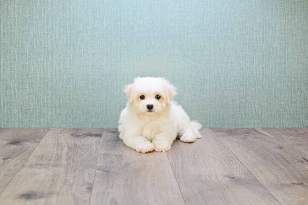 Cute Maltipoo Baby