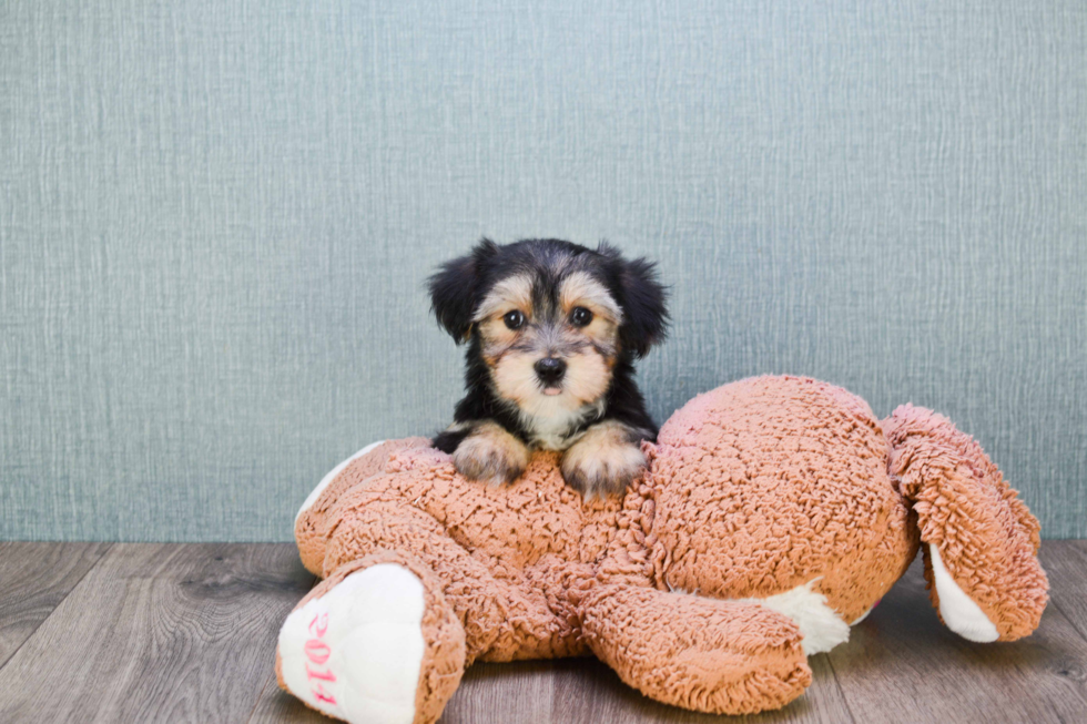 Morkie Puppy for Adoption