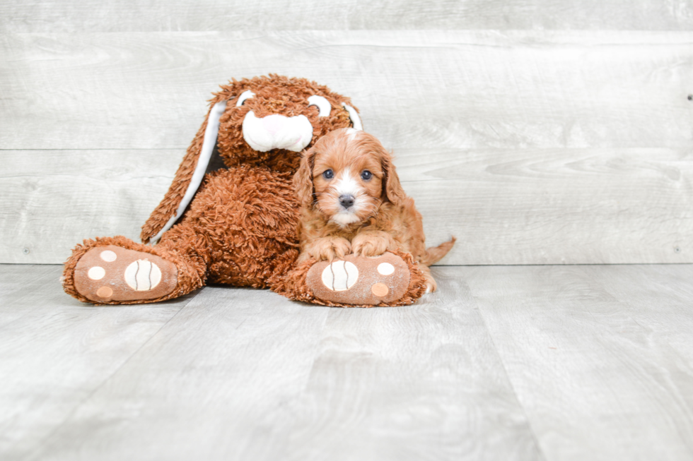 Small Cavapoo Baby