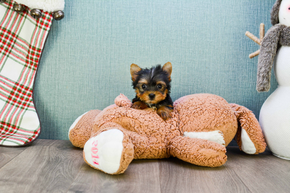 Meet Sebastian - our Yorkshire Terrier Puppy Photo 