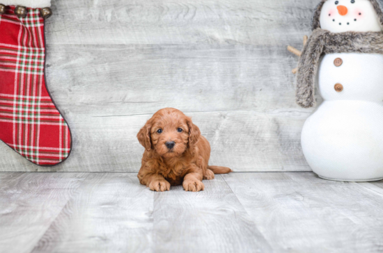 Little Golden Retriever Poodle Mix Puppy