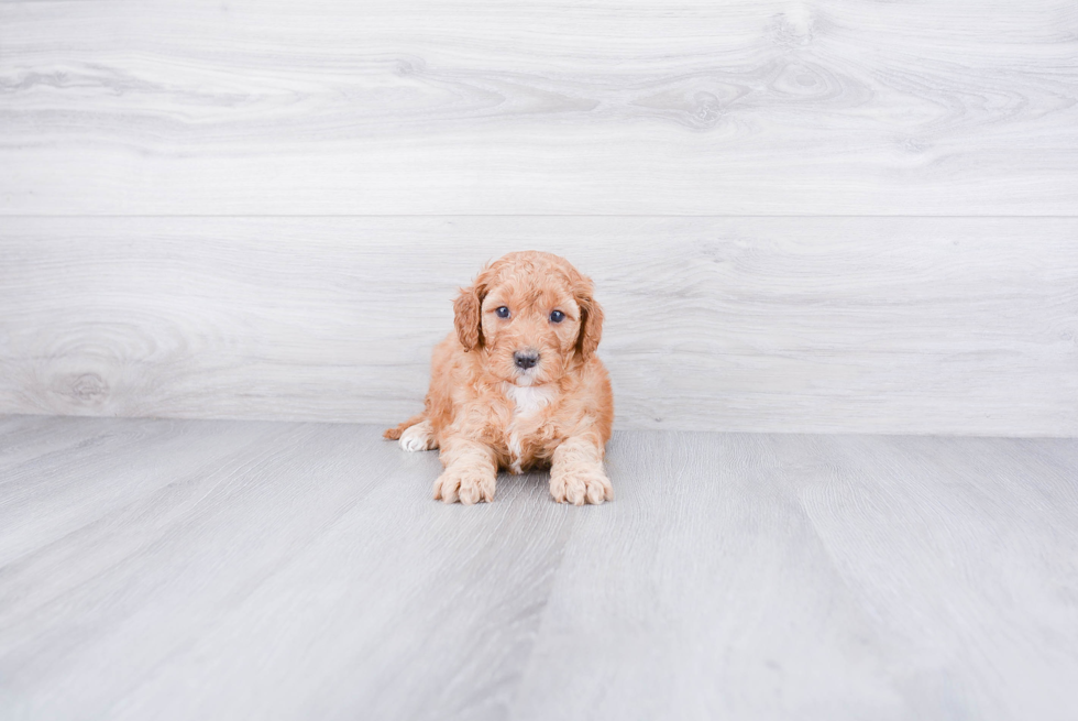 Best Mini Goldendoodle Baby