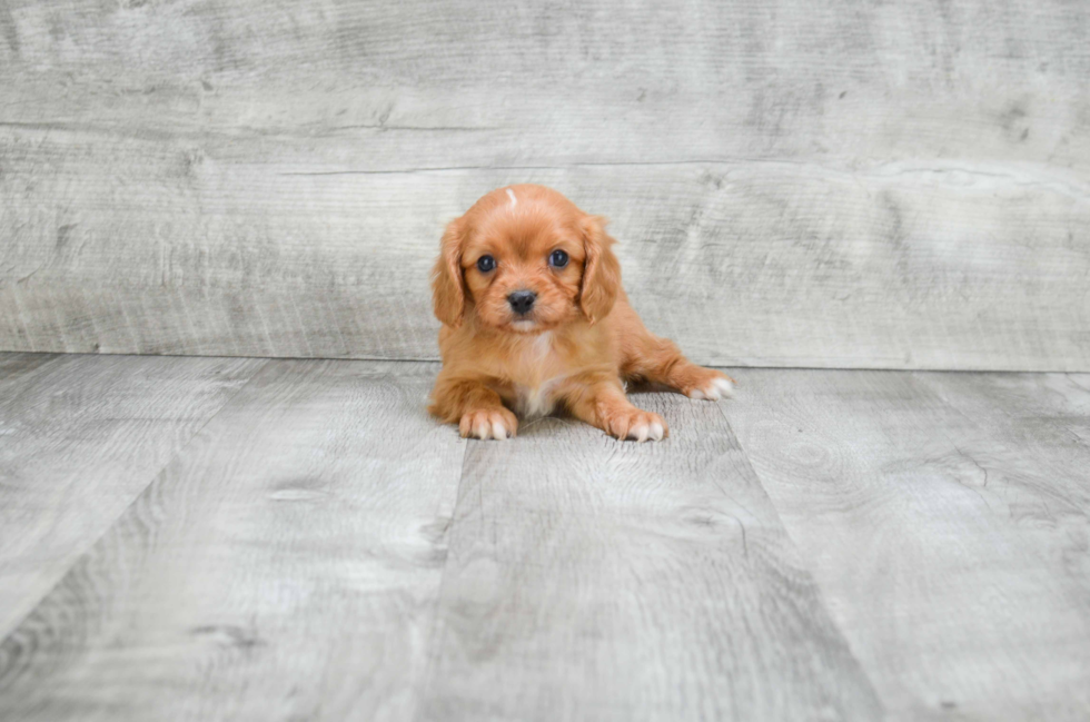 Best Cavalier King Charles Spaniel Baby