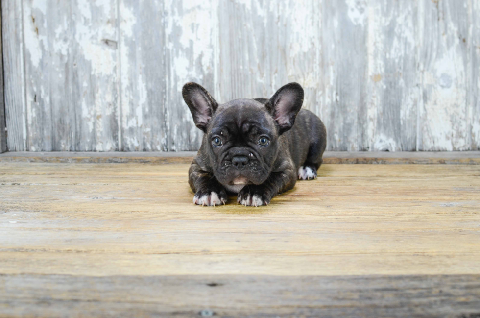 Best French Bulldog Baby