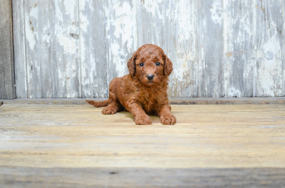 Hypoallergenic Golden Retriever Poodle Mix Puppy