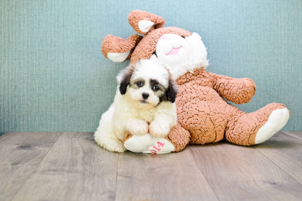 Teddy Bear Pup Being Cute