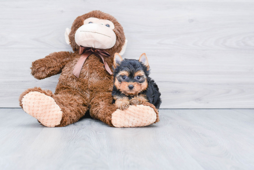 Meet Beckham - our Yorkshire Terrier Puppy Photo 