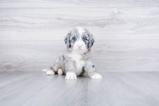 Happy Mini Bernedoodle Baby