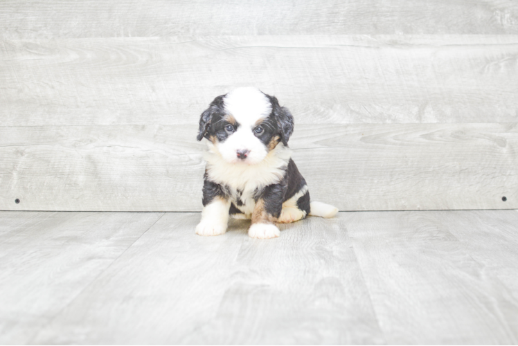 Small Mini Bernedoodle Baby