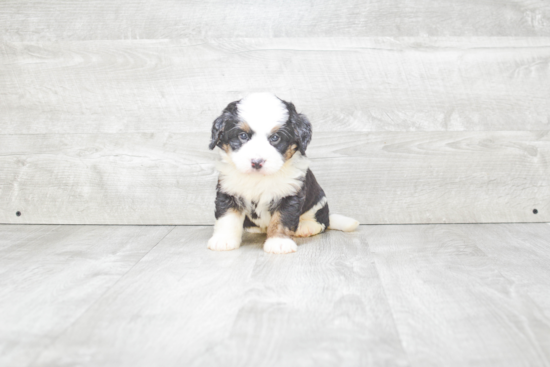 Small Mini Bernedoodle Baby