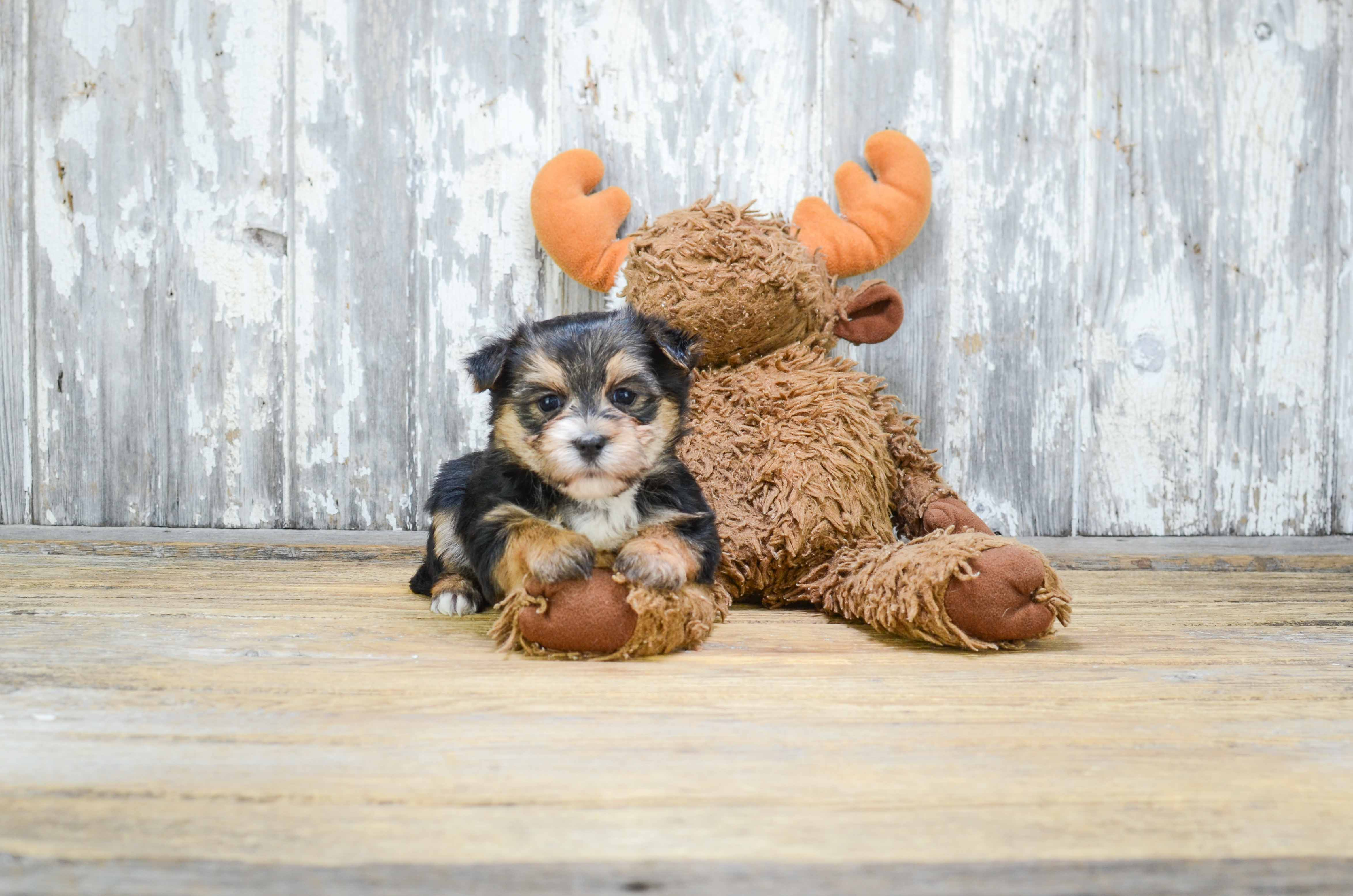 Happy Morkie Baby