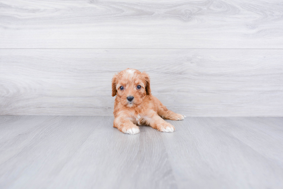 Cute Cavapoo Baby