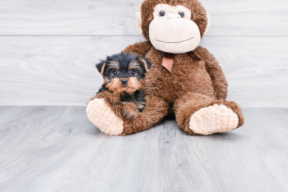 Meet Zoro - our Yorkshire Terrier Puppy Photo 