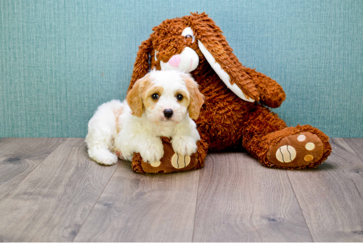 Funny Cavapoo Poodle Mix Pup