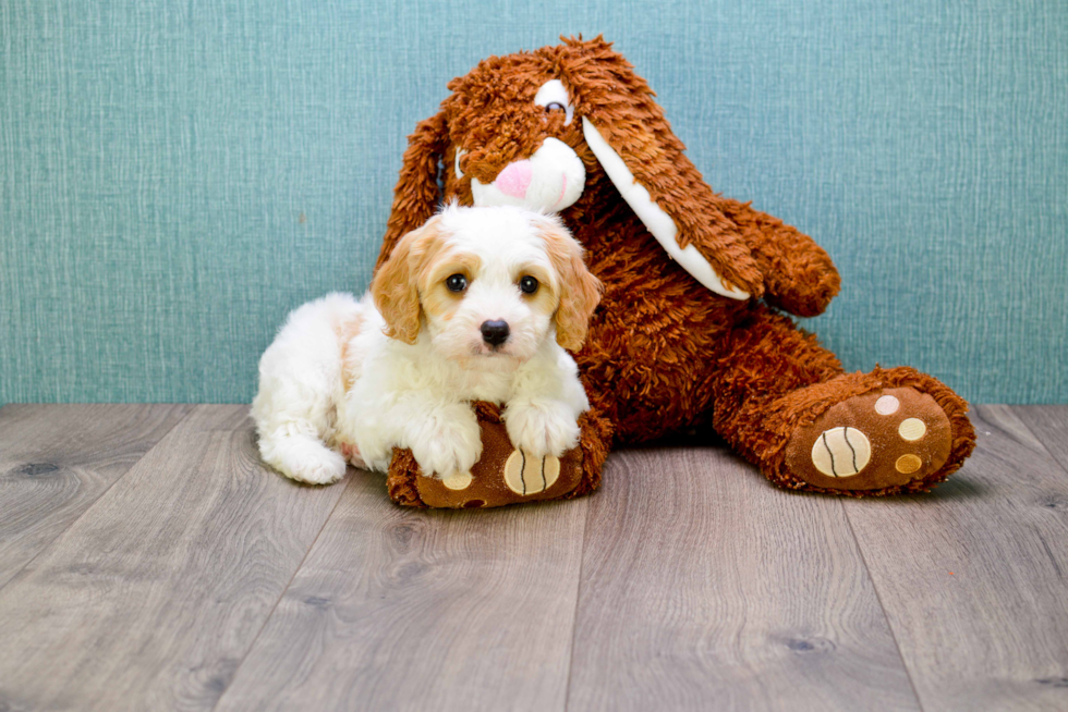 Funny Cavapoo Poodle Mix Pup