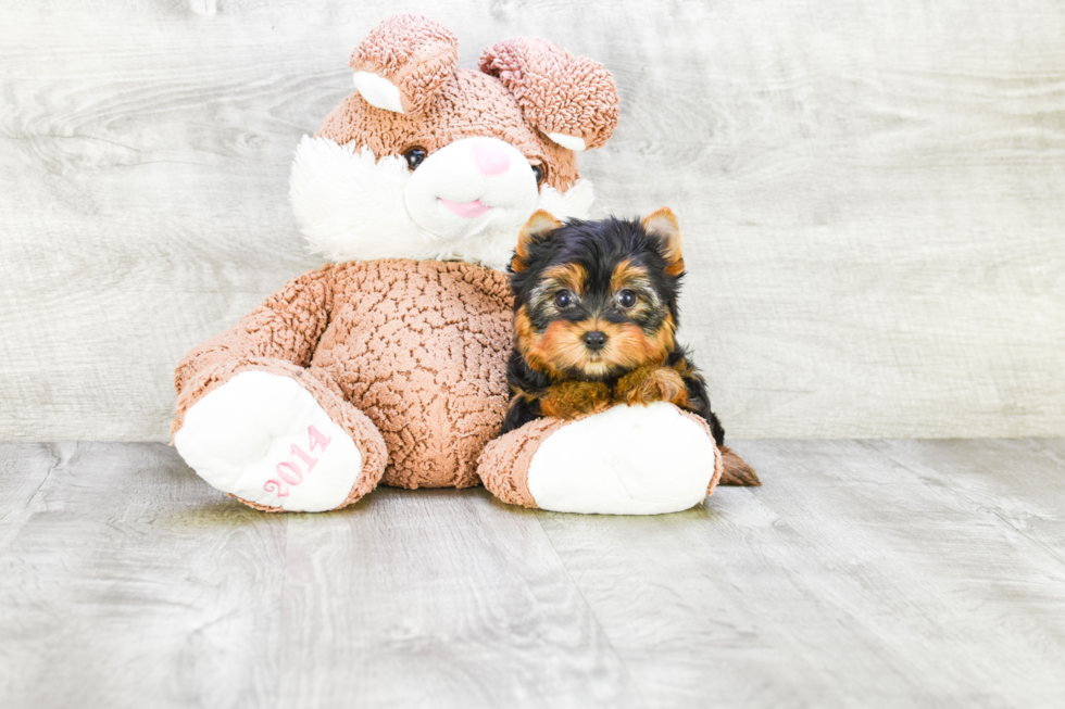 Meet Victoria - our Yorkshire Terrier Puppy Photo 