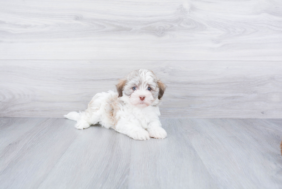 Smart Havanese Purebred Puppy