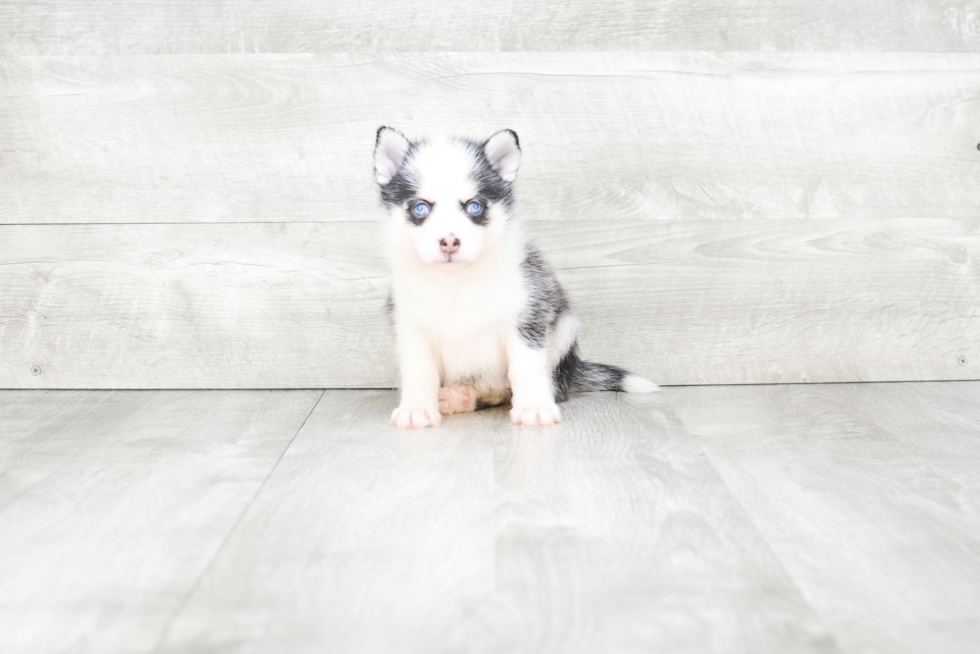 Energetic Mini Husky Designer Puppy