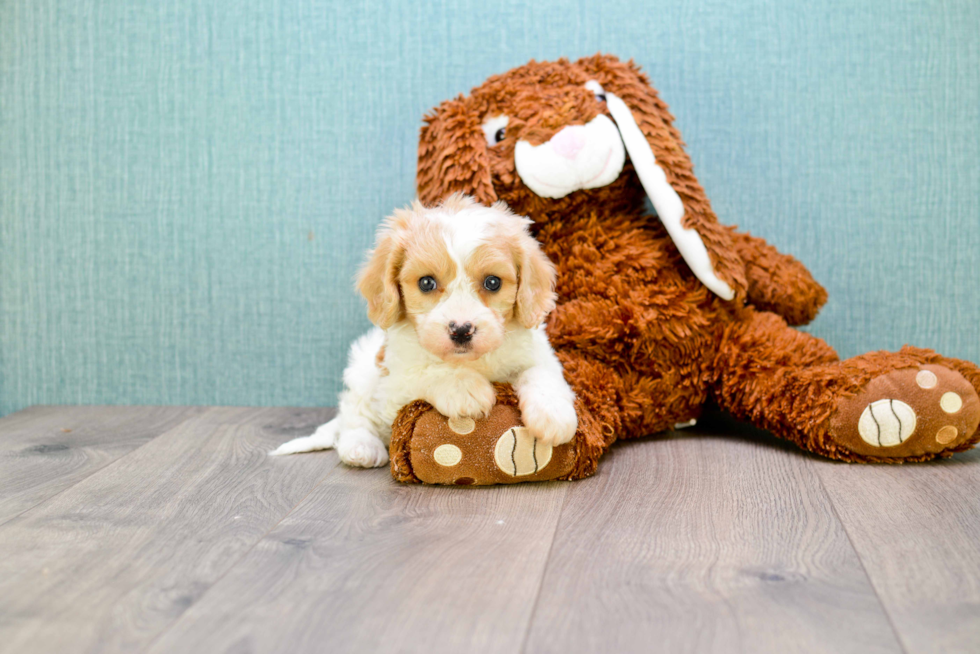 Funny Cavachon Designer Pup