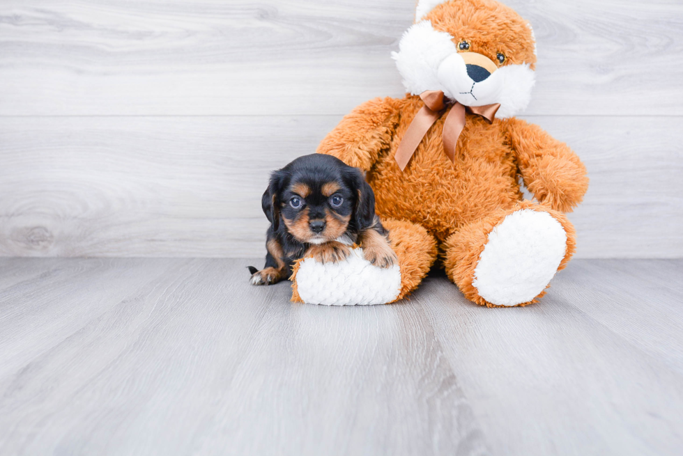 Fluffy Cavalier King Charles Spaniel Purebred Puppy