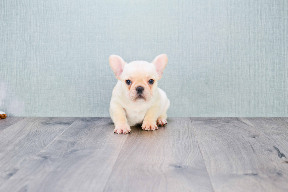 Best French Bulldog Baby