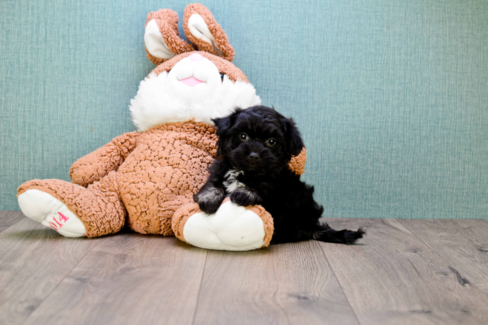 Little Havanese Purebred Pup