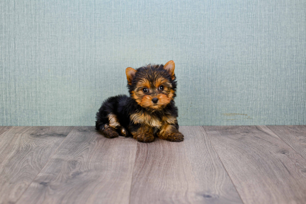 Meet Miss Perfection - our Yorkshire Terrier Puppy Photo 